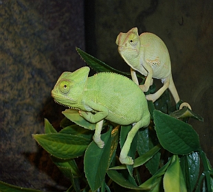 veiled chameleons